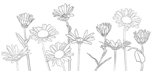 Desenho vetorial flores da margarida —  Vetores de Stock