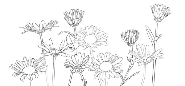 Διάνυσμα σχεδίασης λουλούδια Μαργαρίτα — Διανυσματικό Αρχείο