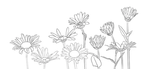 Vector dibujo flores de margarita — Vector de stock