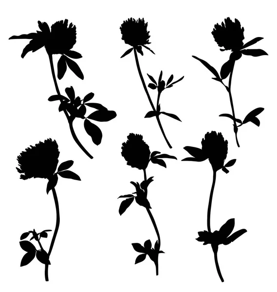 Yonca çiçek çizim vektör siluetleri — Stok Vektör