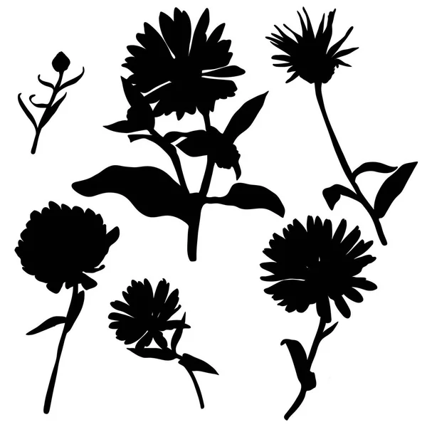 Vector silhouettes calendula çiçek — Stok Vektör