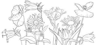 haşhaş çiçek çizim vektör