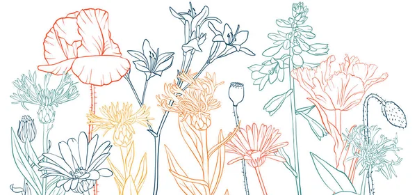 Vector dibujo amapola flores — Vector de stock