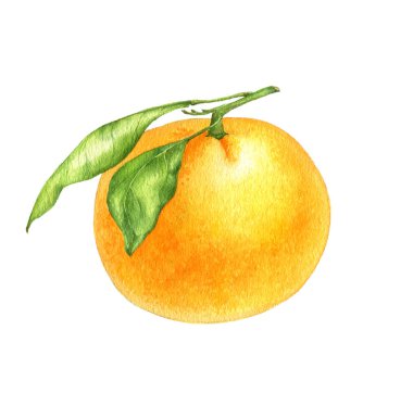 Portakal Mandalina suluboya içinde çizim