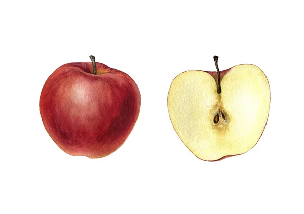 Akvarel kreslení jablko — Stock fotografie