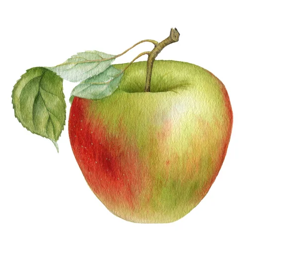 Acuarela dibujo manzana — Foto de Stock