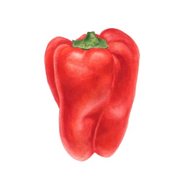 sulu boya çizim tatlı biber