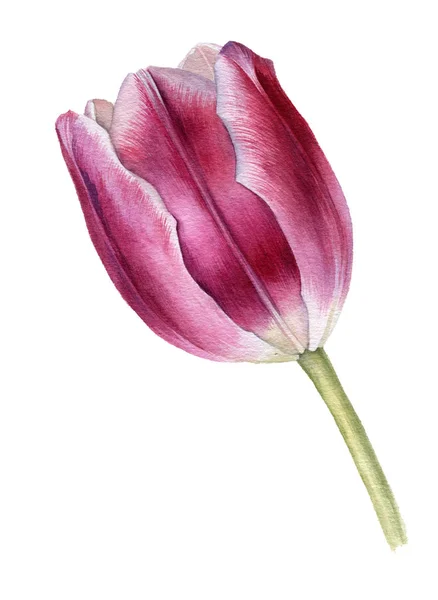 Akvarelu výkresu růžový Tulipán — Stock fotografie