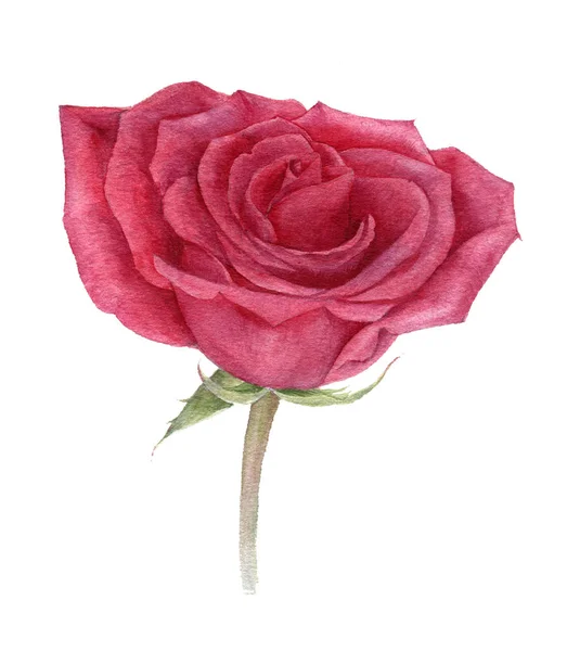 Watercolor drawing pink rose — Stock Photo, Image