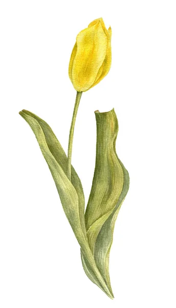 Akvarelu kreslení žlutý Tulipán — Stock fotografie