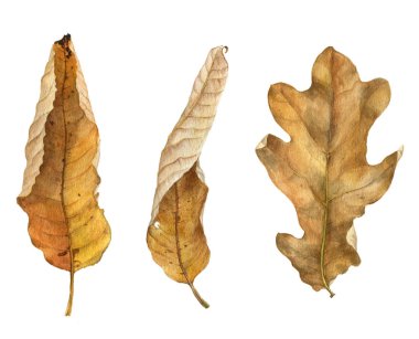 sulu boya çizim yaprak