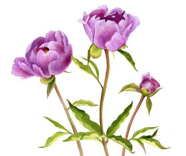 watercolor drawing pink peony flowers clipart