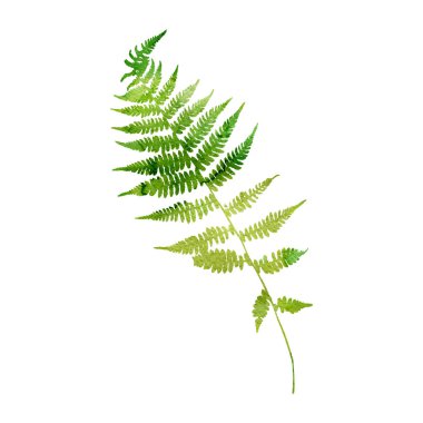 suluboya fern yaprak siluet