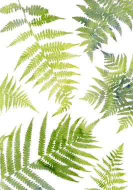 Eğreltiotu yaprakları ile arka plan