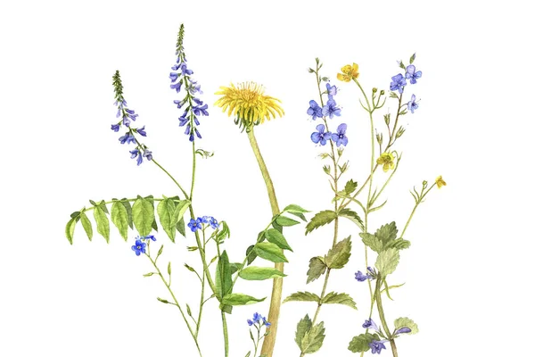 Aquarel tekenen bloemen en planten — Stockfoto