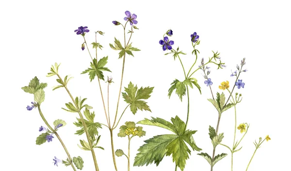 Akwarela, rysunek kwiatów i roślin — Zdjęcie stockowe