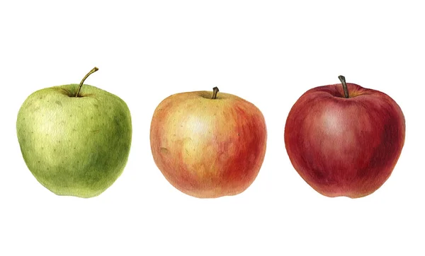 Watercolor drawing apples — Stock Photo, Image