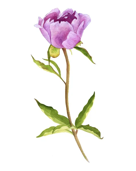 Akwarela rysunek różowy piwonia kwiat — Zdjęcie stockowe