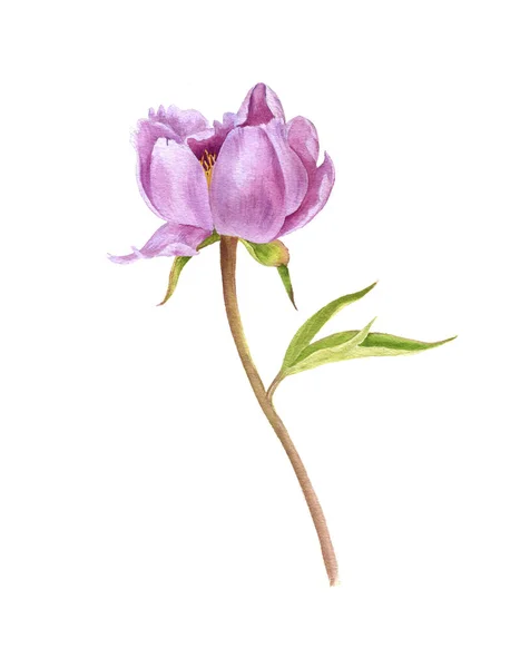 Akvarell teckning rosa pion blomma — Stockfoto