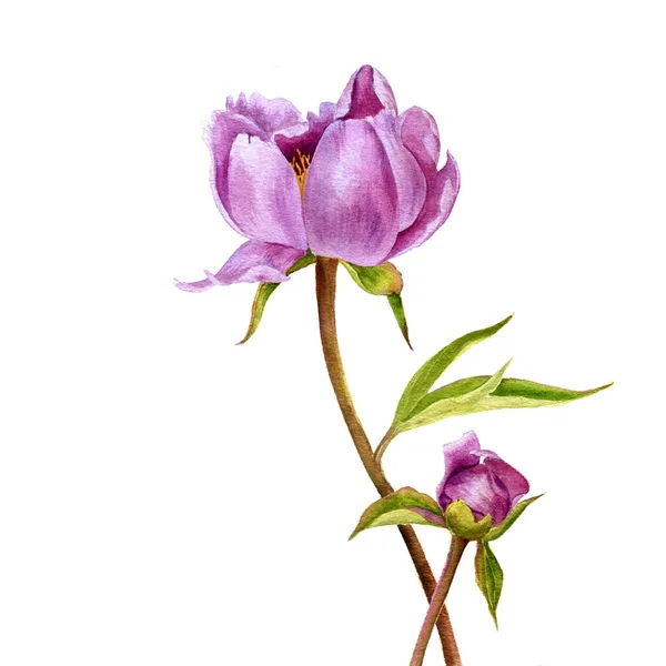 Aquarel tekening roze pioenroos bloemen — Stockfoto