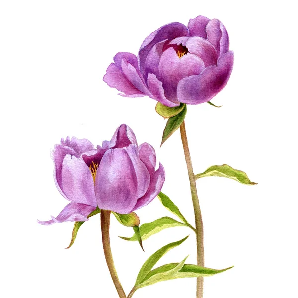 Akvarell teckning rosa pion blommor — Stockfoto