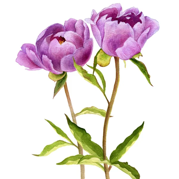 Akvarell teckning rosa pion blommor — Stockfoto
