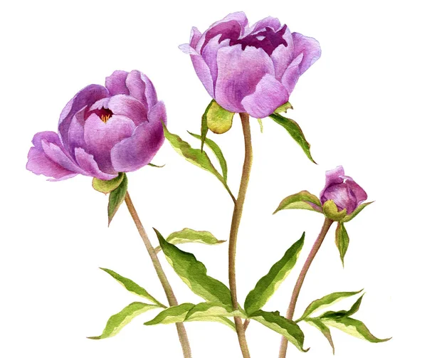 Aquarel tekening roze pioenroos bloemen — Stockfoto