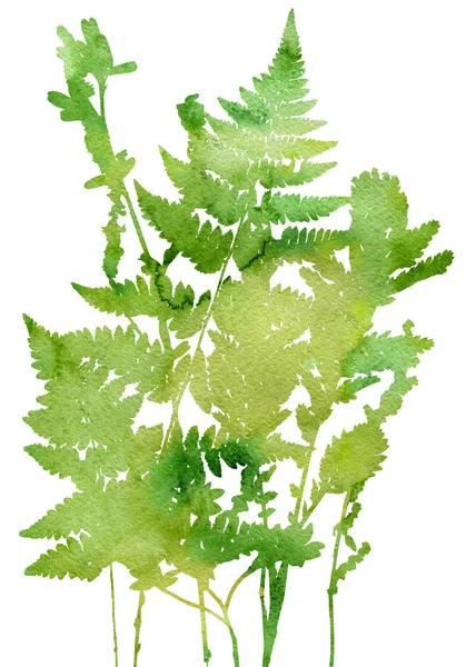 Tempalte z liści i roślin sylwetki — Zdjęcie stockowe