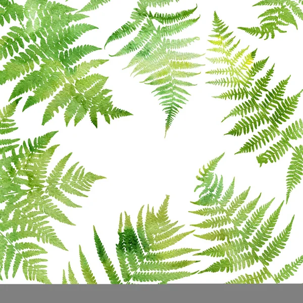 Background with fern leaves — Stock Photo, Image