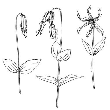 çiçek çizim vektör set