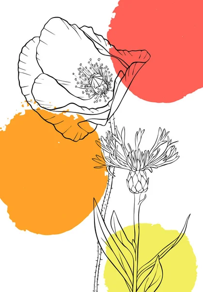 Vector tekening poppy bloemen — Stockvector