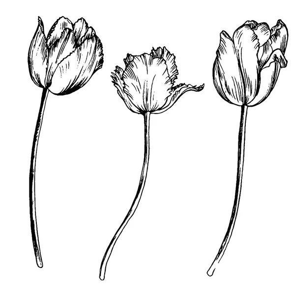 Çiçek çizim vektör set — Stok Vektör