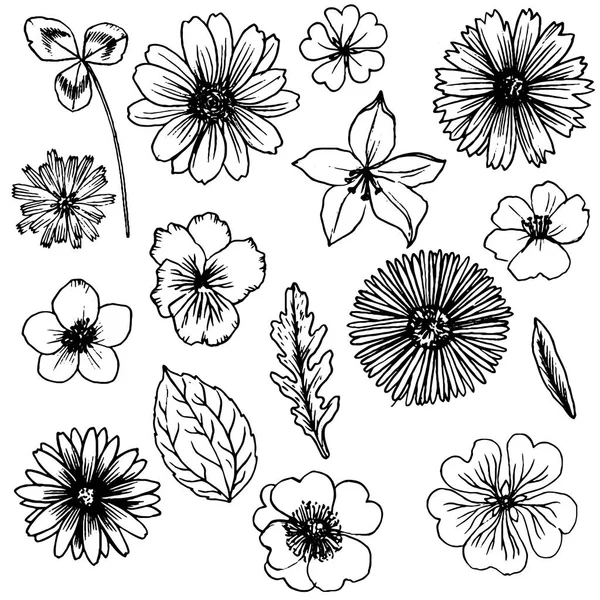 Vector set van het tekenen van bloemen — Stockvector