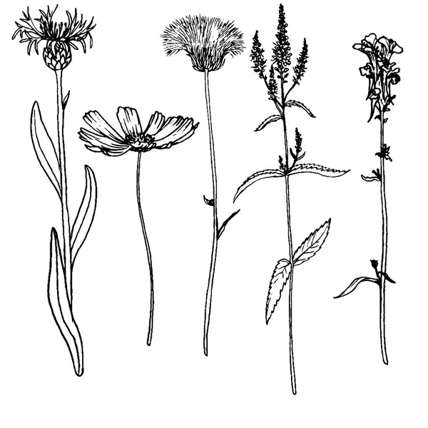 Vector set van het tekenen van bloemen — Stockvector