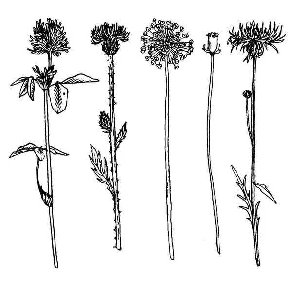 Jeu vectoriel de fleurs dessin — Image vectorielle
