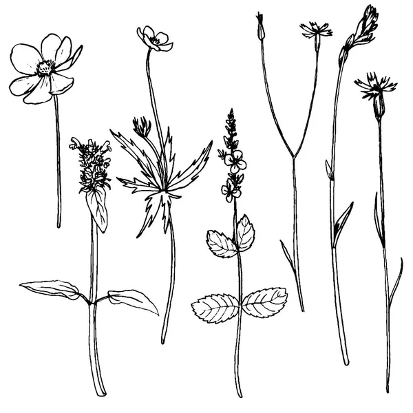 Vektor Reihe von Blumen zeichnen — Stockvektor