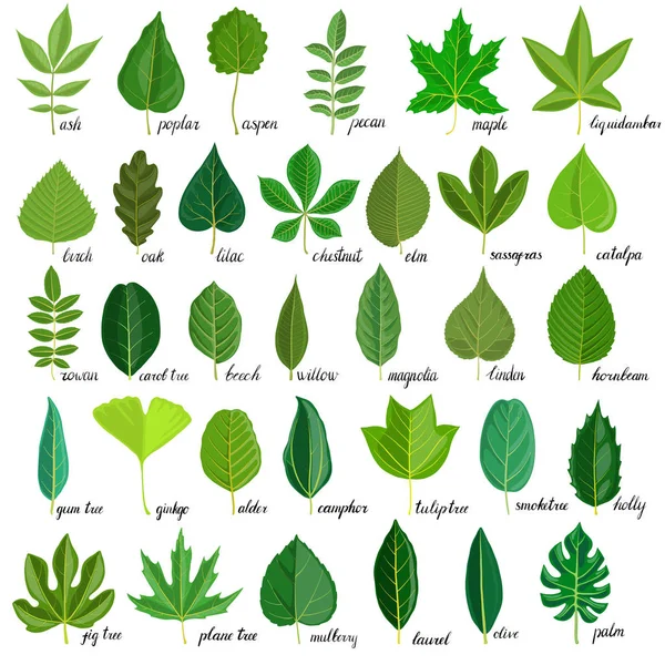 Vector set of tree leaves — Stock Vector