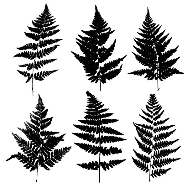 Vector fern leaves silhouettes — Stock Vector