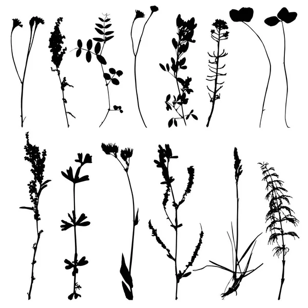 Set van kruiden en bloemen silhouetten — Stockvector