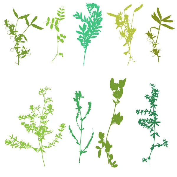 Conjunto de siluetas de hierbas y flores — Vector de stock