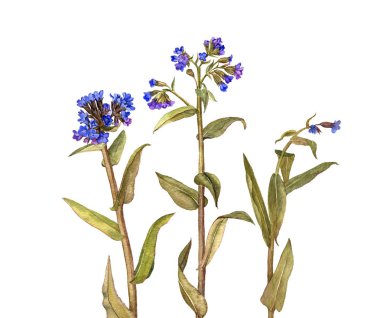 arka plan suluboya çiçekli