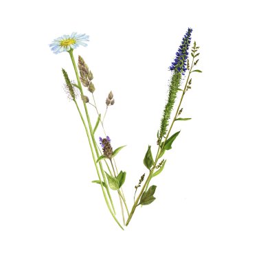 çiçek suluboya harf V