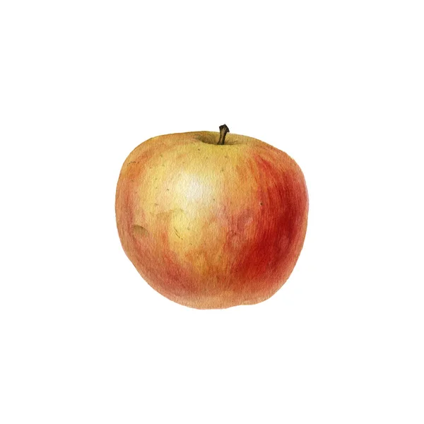 Akvarel kreslení jablko — Stock fotografie