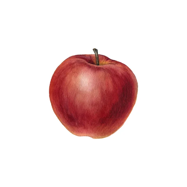 Aquarellzeichnung Apfel — Stockfoto