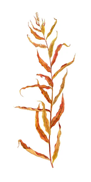 Dessin aquarelle plante d'automne — Photo