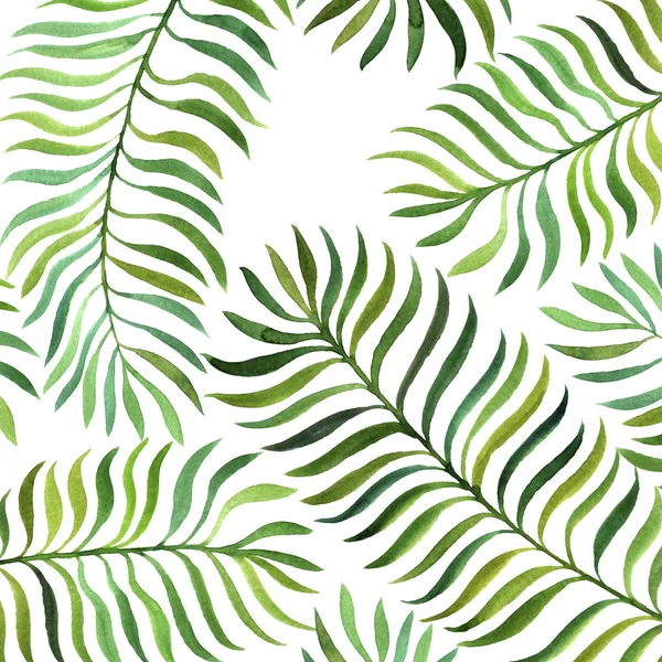 Background Green Watercolor Fern Leaves White Background Hand Drawn Illustration — Stock Photo, Image