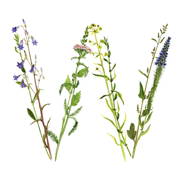 Literă florală acuarelă W — Fotografie, imagine de stoc