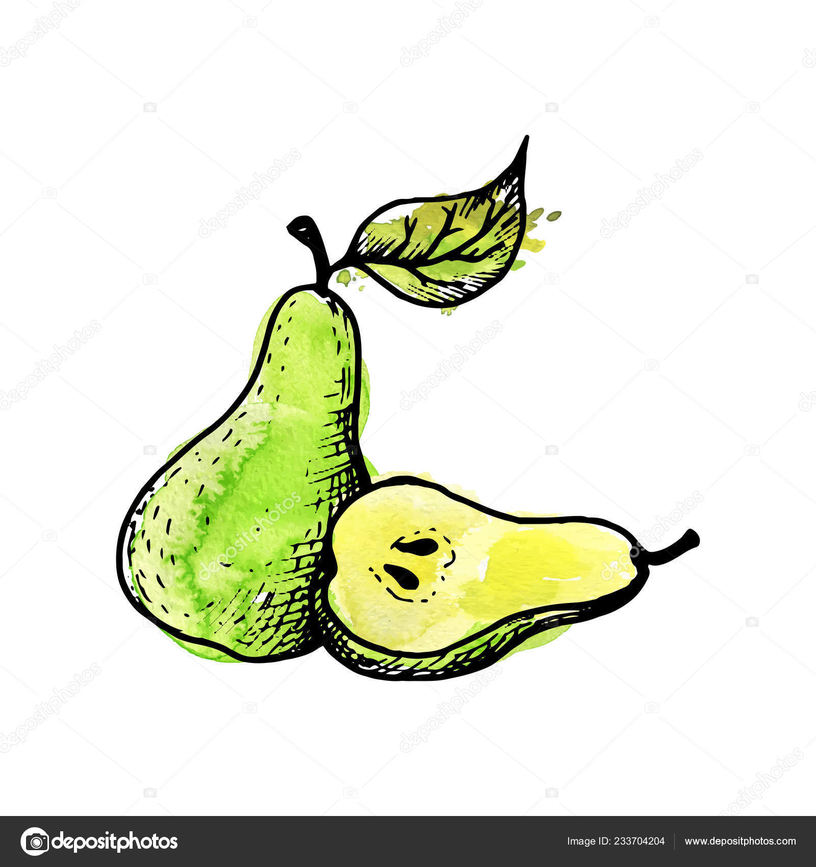 Poire Dessin A L Encre Vectorielle Image Vectorielle Par Cat Arch Angel C Illustration