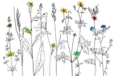 Mürekkep çizim otlar ve çiçek kümesi