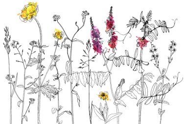 Mürekkep çizim otlar ve çiçek kümesi